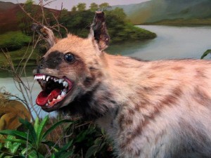 taxidermie-lol31